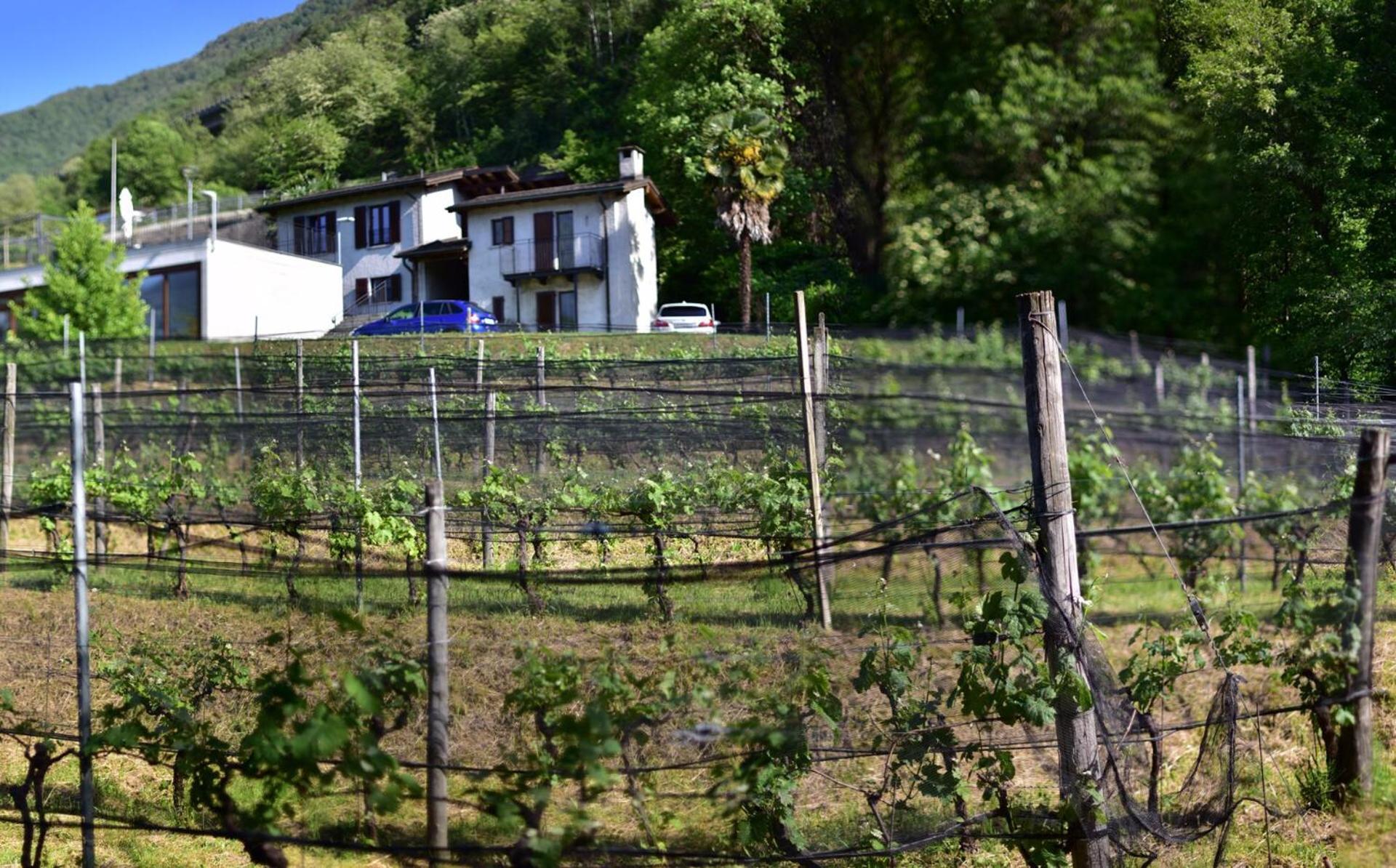 Bed and Breakfast Viva Bacco Gambarogno Exterior foto
