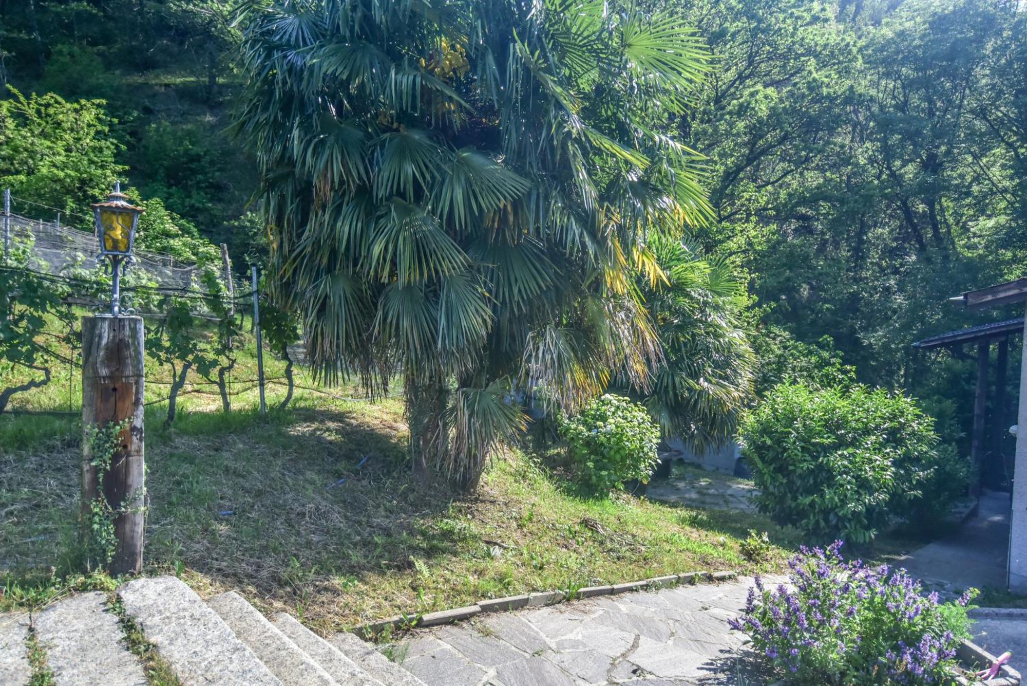 Bed and Breakfast Viva Bacco Gambarogno Exterior foto