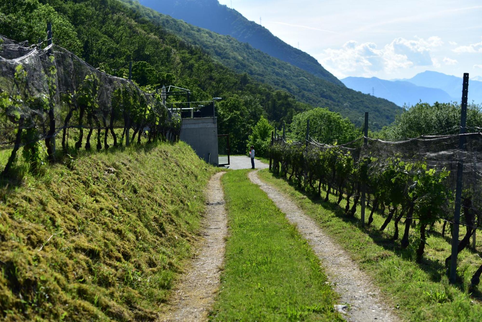 Bed and Breakfast Viva Bacco Gambarogno Exterior foto